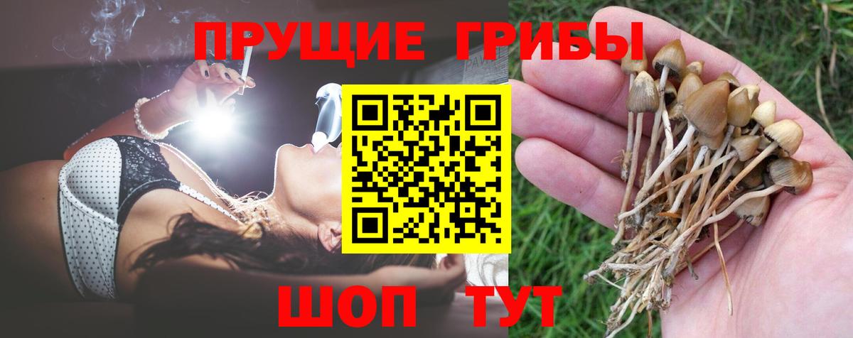 Галлюциногенные грибы Psilocybe Апшеронск